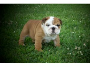 Bulldog inglese cuccioli in vendita