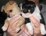 Chihuahua cuccioli per la vendita