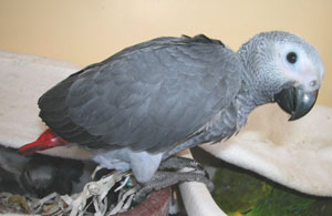 svezzati, alimentato a mano africani Grey, amazon e pappagalli macaw uova fecondate e per la vendita.