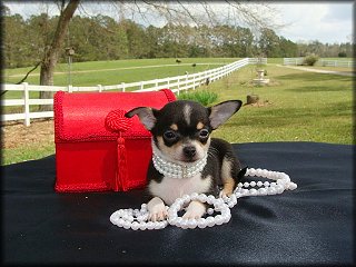 05 Chihuahua cuccioli per l'adozione 