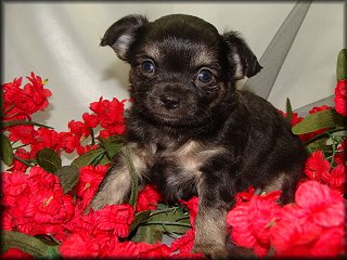 Chihuahua cuccioli per l'adozione (maschi e femmine disponibili) 