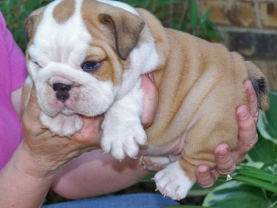 Bulldog inglese cuccioli per l'adozione