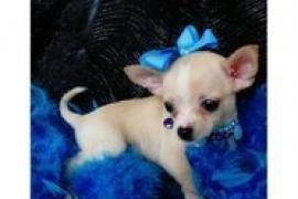 Chihuahua cuccioli in vendita 1