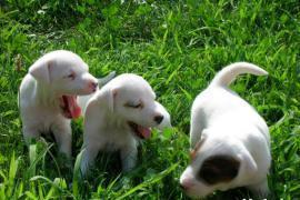Vendo cuccioli di parson jack russell terrier 1
