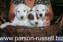 Vendo cuccioli di parson jack russell terrier 2