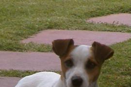 Jack russell terrier 1