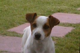Jack russell terrier 2