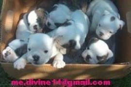 bulldog inglese cuccioli disponibili ora 2