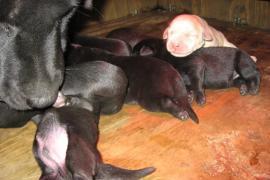 Labrador Retriever Cuccioli 1