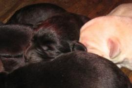 Labrador Retriever Cuccioli 3