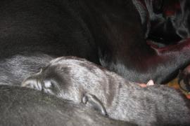 Labrador Retriever Cuccioli 4