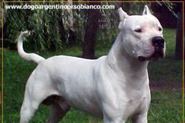 DOGO ARGENTINO 2