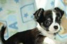 Chihuahua cuccioli per l'adozione 1