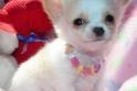 Chihuahua cuccioli per l'adozione 2