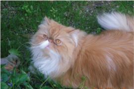 cerco gatto persiano scomparso 2