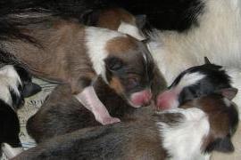 Cuccioli Shetland con pedigree Maschi e Femmine fulvi e... 1