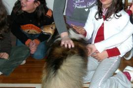 Cuccioli Shetland con pedigree Maschi e Femmine fulvi e... 4