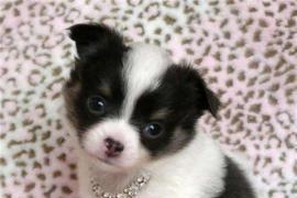 Adorabile mini Chihuahua cuccioli per l'adozione 145€ ogni 1