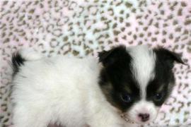 Adorabile mini Chihuahua cuccioli per l'adozione 145€ ogni 2