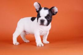 qualità francese Bulldog Puppy-Frankie (€170) 1