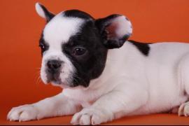 qualità francese Bulldog Puppy-Frankie (€170) 2