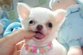 Chihuahua Cuccioli Disponibili 1