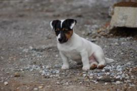 cuccioli di Jack Russell Terrier 1