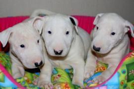 Disponibili cuccioli di Bull Terrier 2