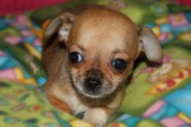Disponibili cuccioli di Chihuahua TOY 1