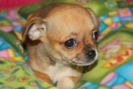 Disponibili cuccioli di Chihuahua TOY 2