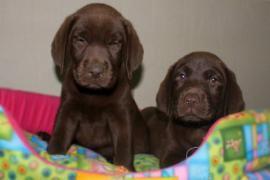 Disponibili cuccioli di Labrador 1