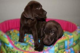 Disponibili cuccioli di Labrador 2