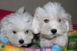 Disponibili cuccioli di Maltese 2
