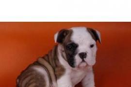 AKC Bulldog inglese cuccioli disponibili per la vendita 1