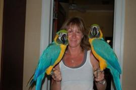 Pappagalli blu e oro maschile e femminile macaw parlare 1