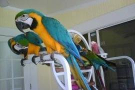 Pappagalli blu e oro maschile e femminile macaw parlare 2