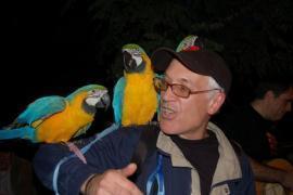 pappagalli ara blu e oro per la vendita 1