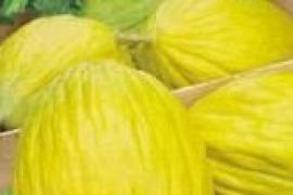 Melone giallo Helios della Calabria 1