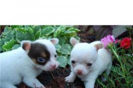 OFFRO URGENTE: Adorabili cuccioli di chihuahua per di natale 1