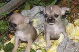 OFFRO URGENTE: Adorabili cuccioli di chihuahua per di natale 2