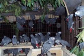 Fertile pappagallo uova e uccelli per la vendita ( 1