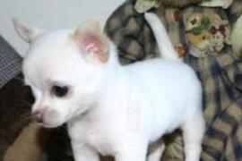 chihuahua cuccioli selezionati con pedigree 2