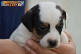 Cuccioli Jack Russell Terrier pedegree ROI/ENCI-Figli Diretti di Campioni 1