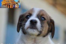 Cuccioli Jack Russell Terrier pedegree ROI/ENCI-Figli Diretti di Campioni 3
