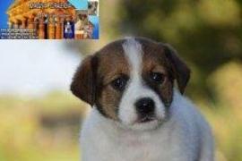 Cuccioli Jack Russell Terrier pedegree ROI/ENCI-Figli Diretti di Campioni 4