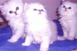 Adorabile adorabili gattini persiano energetici 2