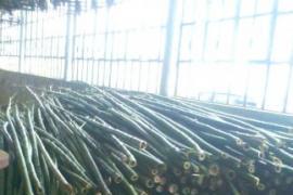 In vendita canne di bambù bambu con diametri da 1 a 10 cm.... 1