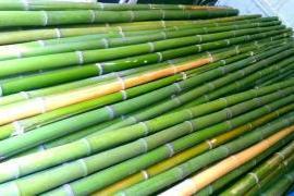 Bamboo bamboo canes with a diameter of 1 to 10 cm 1