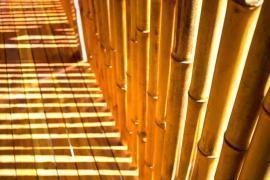 Canne di bambù bambu con diametro da 1 a 10 cm. 4