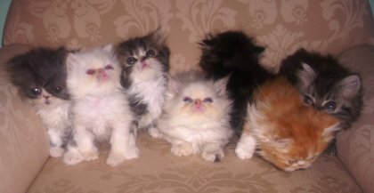 Cuccioli Persiano ipertipico